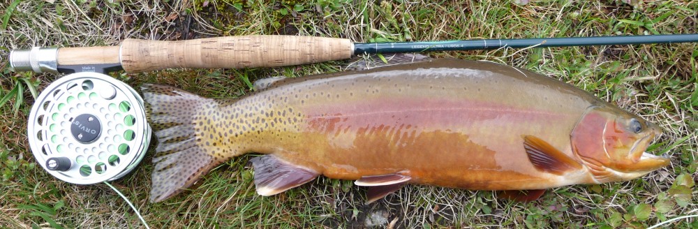 Golden Trout  Rocky Mountain Fly-Fishing Adventures